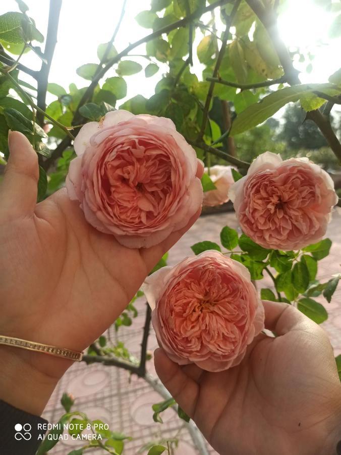 Aku House Villa Ao Vua Ba Vi Dış mekan fotoğraf
